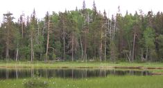 a forest filled with lots of tall trees next to a body of water covered in green grass