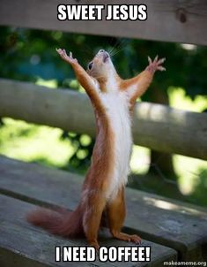 a squirrel that is standing on its hind legs with his hands up in the air