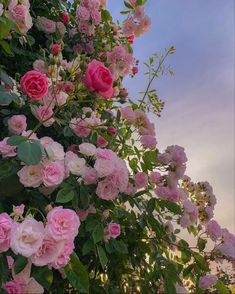 pink and white flowers growing on the side of a tall tree in front of a blue sky