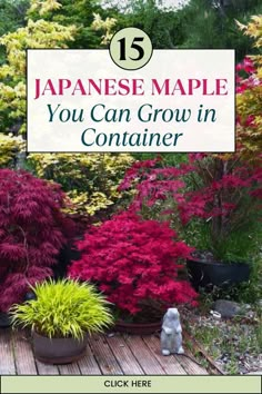 the japanese maple you can grow in container is an easy guide for beginners to learn how to use it