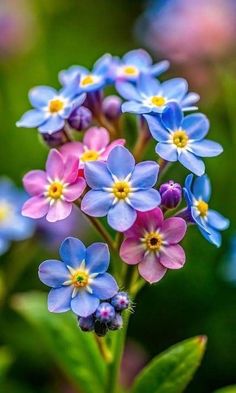 small blue and pink flowers with green leaves