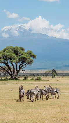 a herd of zebra standing on top of a dry grass field next to a tree