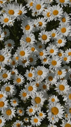 many white and yellow flowers are in the grass