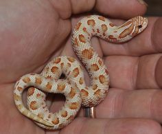 a hand holding a small orange and white snake