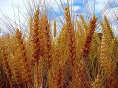 the tall grass is ready to be harvested