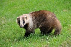 a badger standing on top of a lush green field