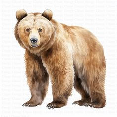 a large brown bear standing on top of a white ground