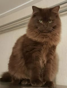 Dark brown cats are beautiful and elegant. Their fur is rich and warm, sometimes with lighter spots or patterns that shine in the sun. Brown Cat Fluffy, Brown Fluffy Cat, Brown Cat Aesthetic, Black And Brown Cat, Dark Brown Cat, Brown Pfp