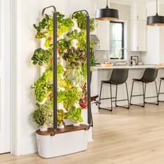 a kitchen with an assortment of plants growing on the wall next to a dining room table