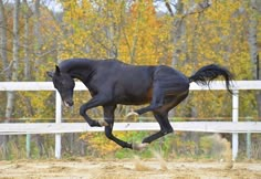 a black horse is galloping in an enclosed area with autumn trees and white fence