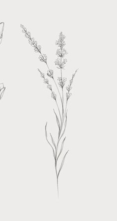 three different types of flowers are shown in this drawing style, one is white and the other is gray