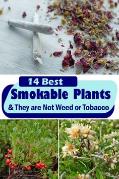 Here are the Best Smokable Plants & They are Not Weed. So the next time you want to try something different, smoke these out! Smokable Plants, Pixie Garden, Garden Flower Beds, Country Cottages, Healing Plants, Diy Products, Wild Edibles, Gardening Advice