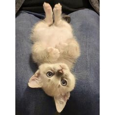 a white cat laying on its back with it's paws up