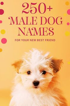 A small fluffy dog. Above, there's a title mentioning Male Dog Names. Names For Dogs Boys, Make Dog Names, Cute Dog Names Male, Cute Male Puppy Names, Dog Boy Names, Cute Boy Dog Names, Names For Boy Dogs, Male Puppy Names, Puppy Names Boy