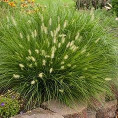 a green plant with white flowers in the middle of some rocks and plants around it