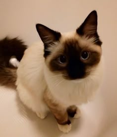 a siamese cat sitting on top of a bath tub