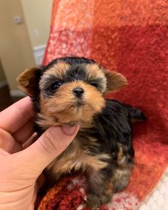 a small black and brown dog sitting on top of a red blanket next to a person's hand