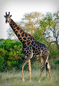 a giraffe is standing in the grass near some trees