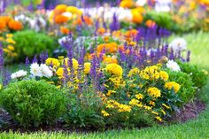 the flowers are blooming all over the green grass area in the garden, and it's hard to tell what color they are