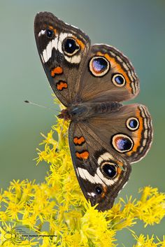 two brown butterflies sitting on top of yellow flower petals with blue eyes and orange tips