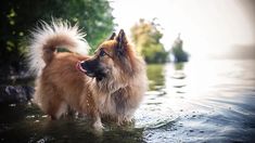 a dog is standing in the water with its tongue out