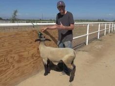 a man standing next to a sheep on a dirt road in front of a fence