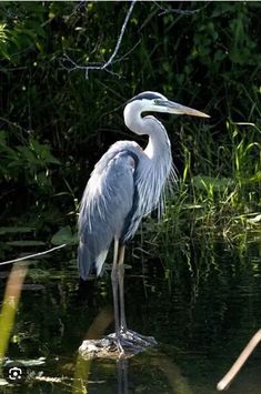 a blue heron standing in the water