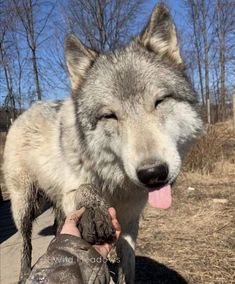 a wolf is being petted by someone's hand in the middle of winter