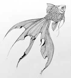 a black and white drawing of a goldfish