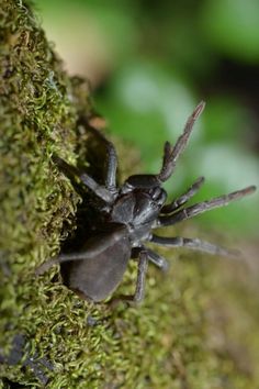 a close up of a spider on a tree