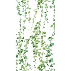 Hanging Watercolor Vines Peel & Stick Wallpaper in White by York Wallcoverings Watercolor Vines, Eucalyptus Green, Graceful Movement, Ivy Vine, Earthy Green, Green Sage, Drops Patterns, Contemporary Wallpaper, York Wallcoverings