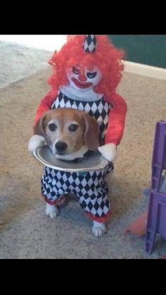 a dog dressed as a clown holding a plate