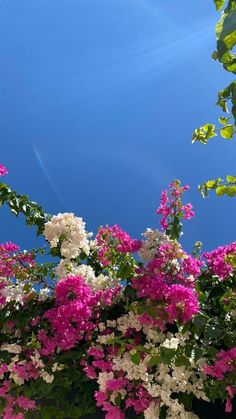 pink and white flowers are in the foreground against a blue sky