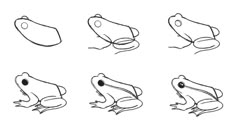 how to draw a frog's head step by step instructions for beginners photo