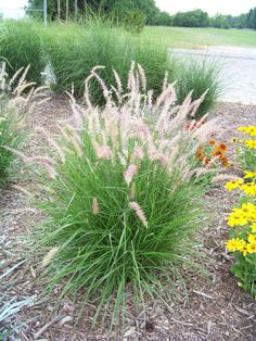 some very pretty flowers and plants by the side of the road