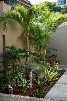 a garden with palm trees and other tropical plants in the background, along with a concrete walkway