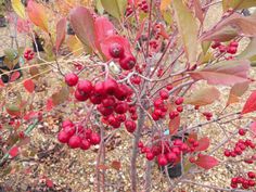 red berries are growing on the branches of a tree in an area with gravel and leaves