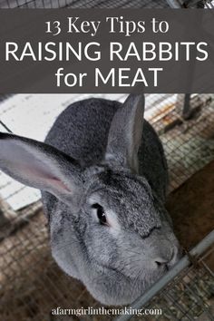 a rabbit in a cage with the words 13 key tips to raising rabbits for meat