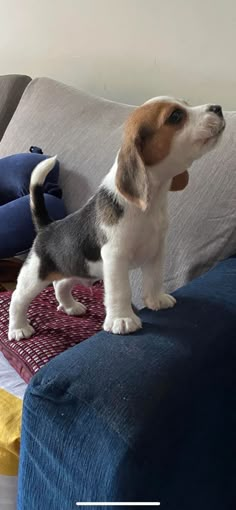 a small dog standing on top of a couch