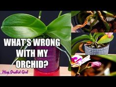 a collage of photos with flowers and plants in vases that say, what's wrong with my orchid?