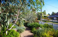 a garden with lots of green plants and trees