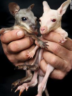 two baby kangaroos being held in their hands