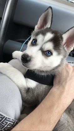 a husky puppy being held in the back seat of a car