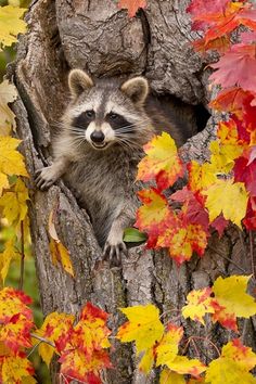 a raccoon in a tree with fall leaves around it's base and looking out from its hole