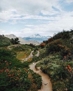 a dirt path in the mountains surrounded by wildflowers