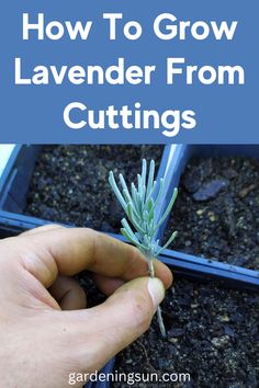 a hand holding a small plant with the words how to grow lavender from cuttings