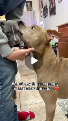 Dogs Being Funny Videos, Funny Pitbull Videos, Can I Pet That Dog, Baby Pitbulls Puppies, American Pitbull Terrier Puppy, Wolf Hybrid Dogs, Really Funny Dog Videos, Pitbull Terrier Puppies, Cute Pitbull Puppies