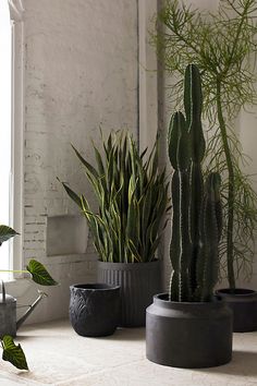 three potted plants sitting on top of a table next to a window in a room