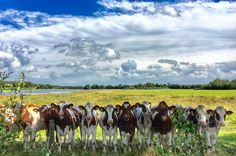 a herd of cows standing next to each other on a lush green grass covered field