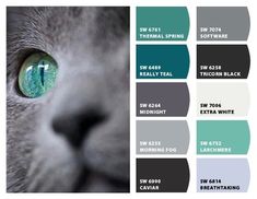 a gray cat with green eyes is shown in the color palettes for this image